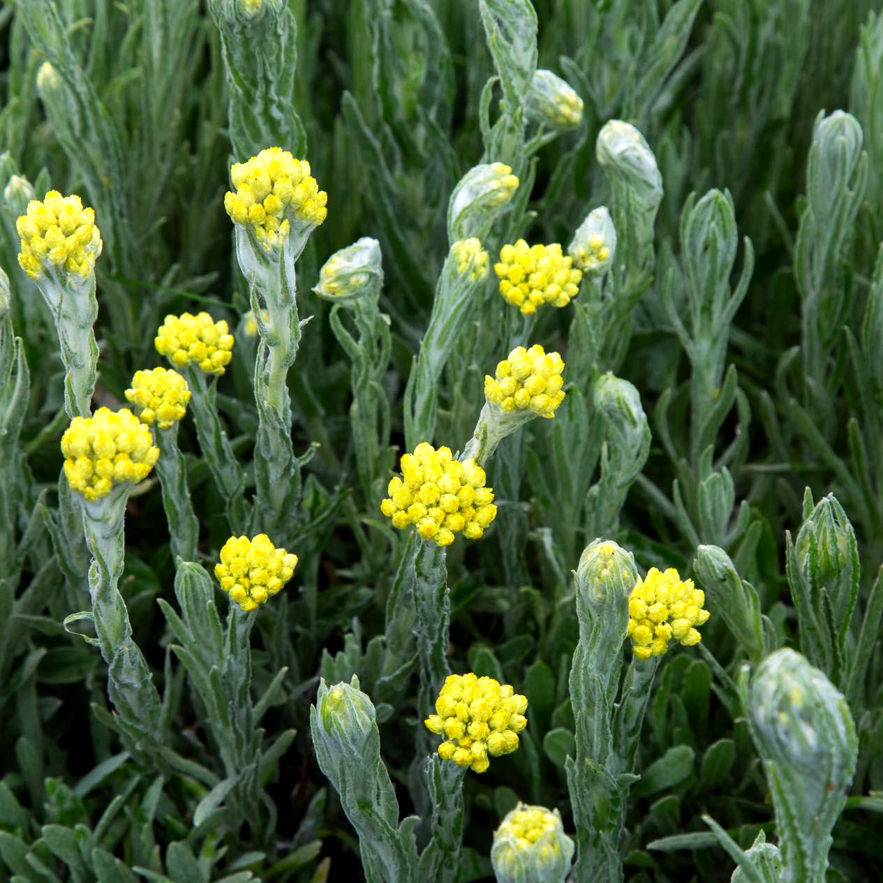 Turkestan-Strohblume 'Goldkind' (Helichrysum thianshanicum)