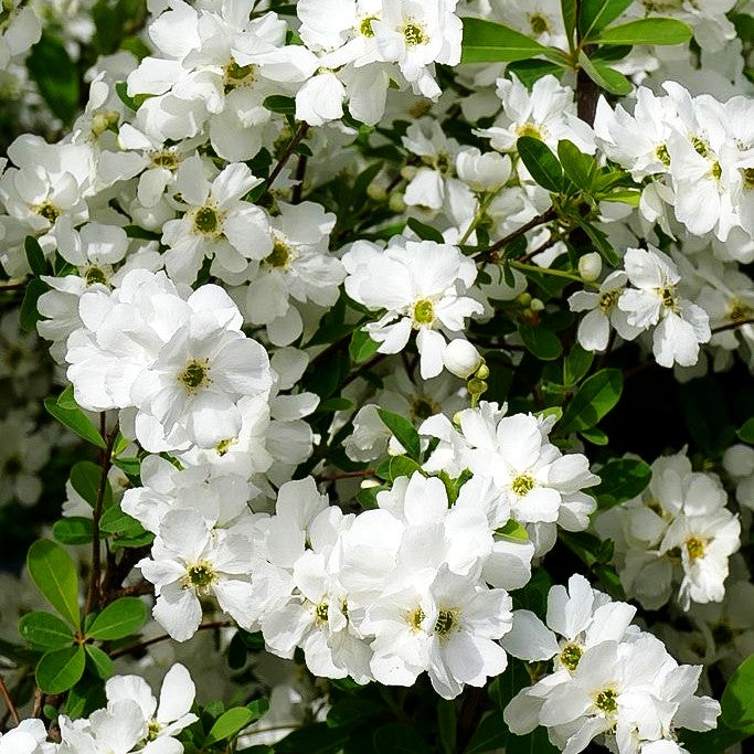 Überhängende Prunkspiere 'Niagara' (Exochorda racemosa)