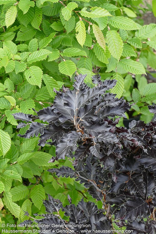 Überhängende Zwerg-Blut-Buche 'Rohan Weeping' (Fagus sylvatica)