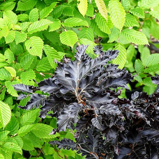 Überhängende Zwerg-Blut-Buche 'Rohan Weeping' (Fagus sylvatica)