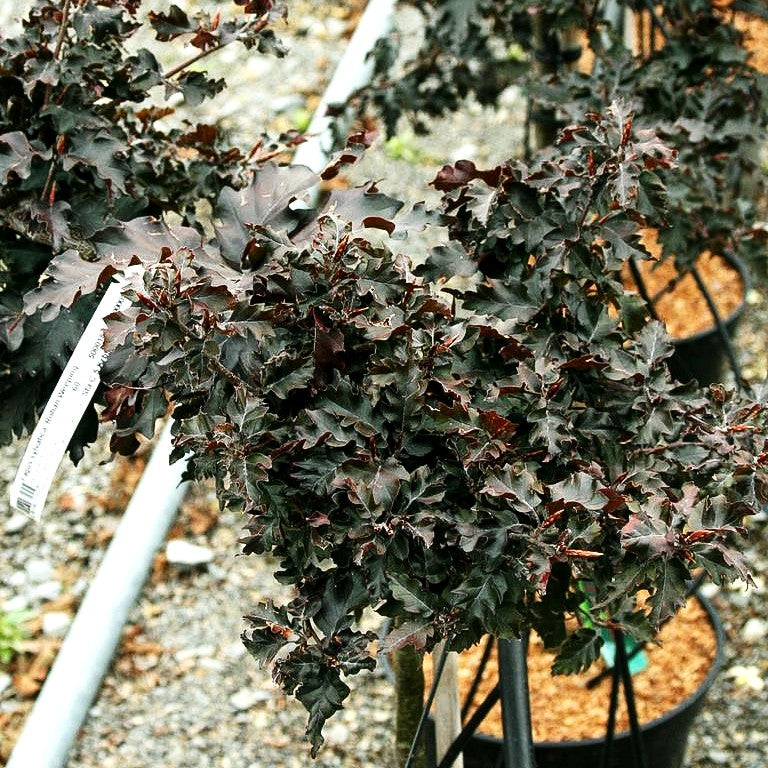 Überhängende Zwerg-Blut-Buche 'Rohan Weeping' (Fagus sylvatica)