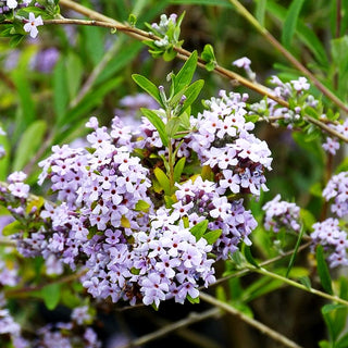 Überhängender Sommerflieder (Buddleja alternifolia)