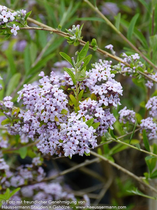 Überhängender Sommerflieder (Buddleja alternifolia)