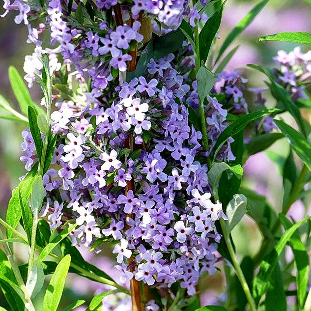 Überhängender Sommerflieder (Buddleja alternifolia)