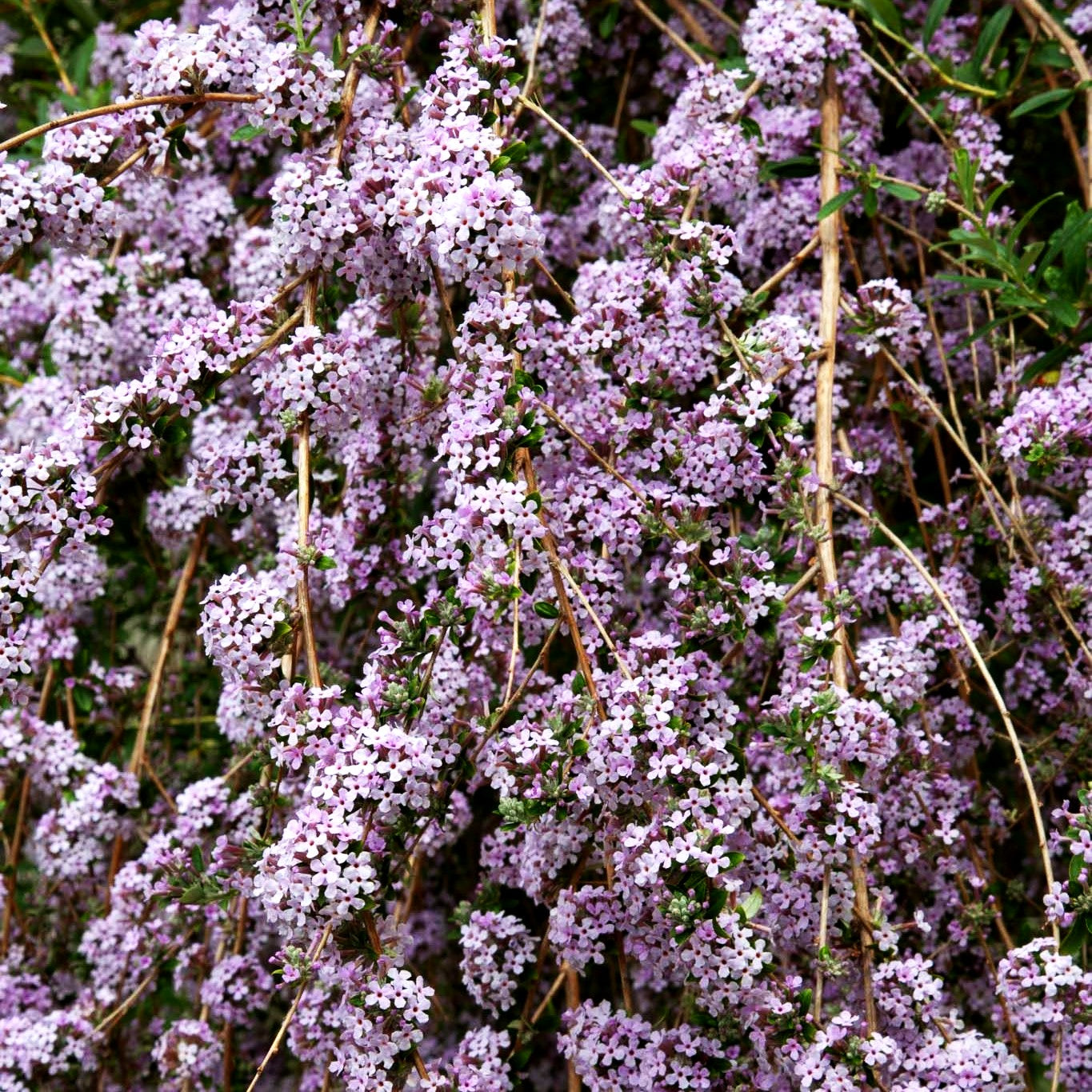 Überhängender Sommerflieder (Buddleja alternifolia)