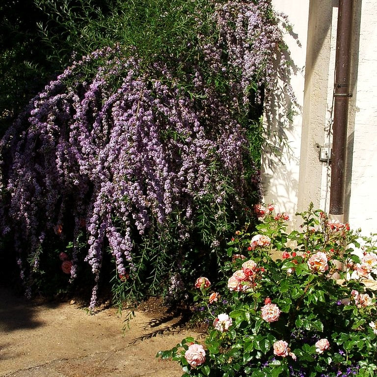 Überhängender Sommerflieder (Buddleja alternifolia)