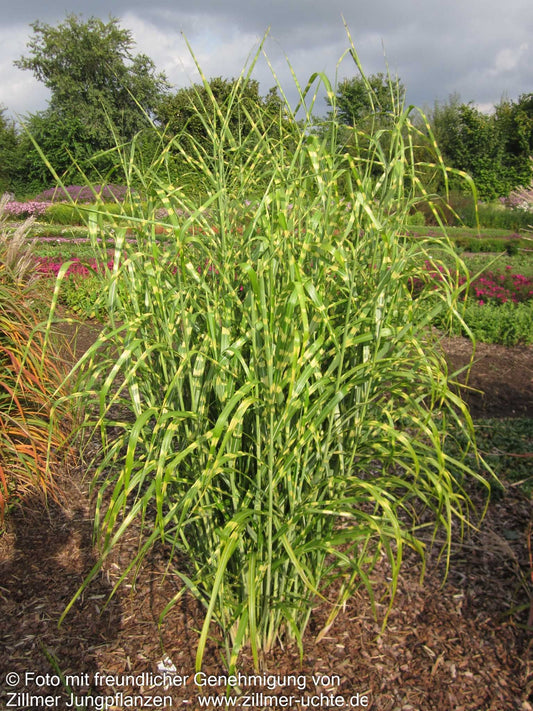 Überhängender Zebraschilf 'Zebrinus' (Miscanthus sinensis)