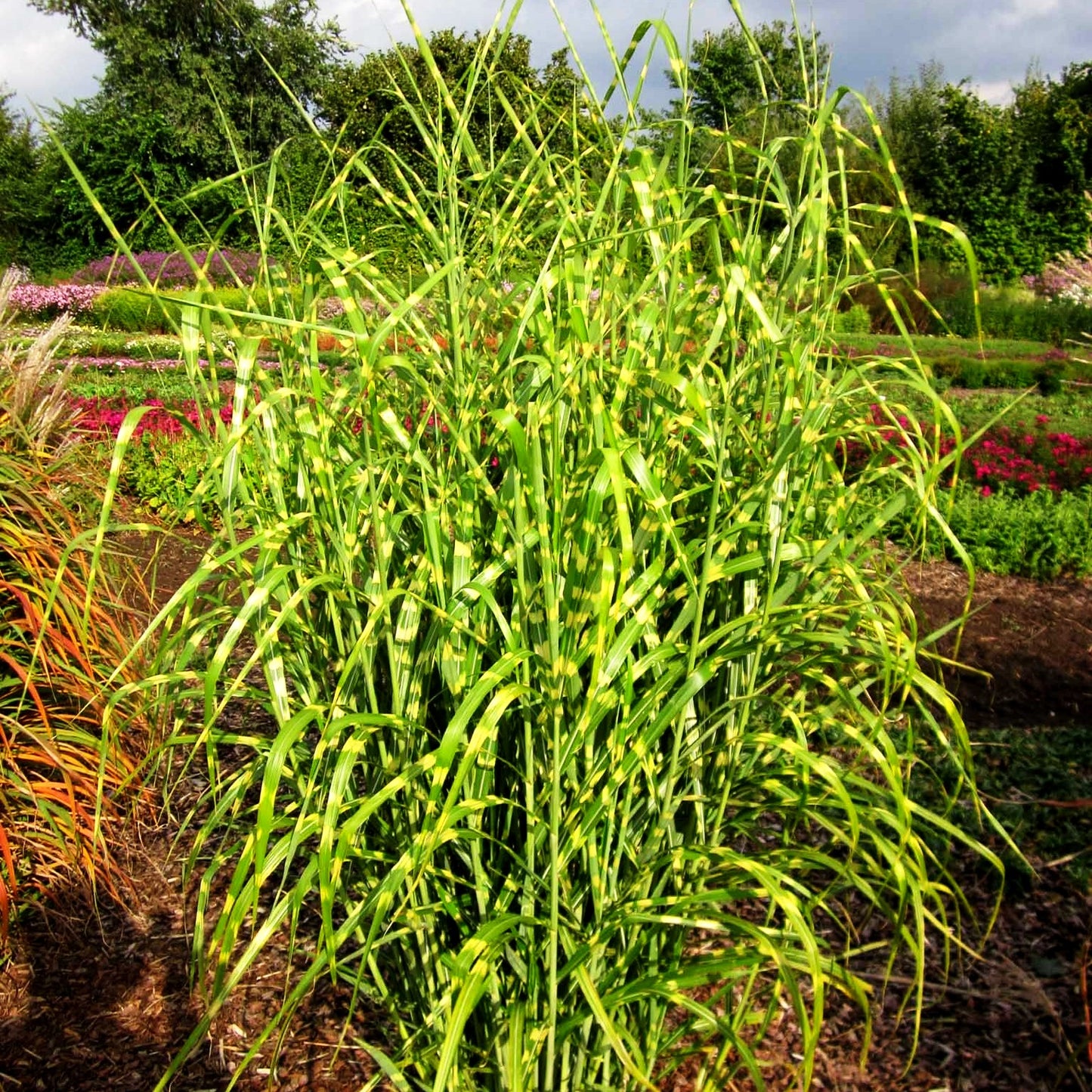 Überhängender Zebraschilf 'Zebrinus' (Miscanthus sinensis)