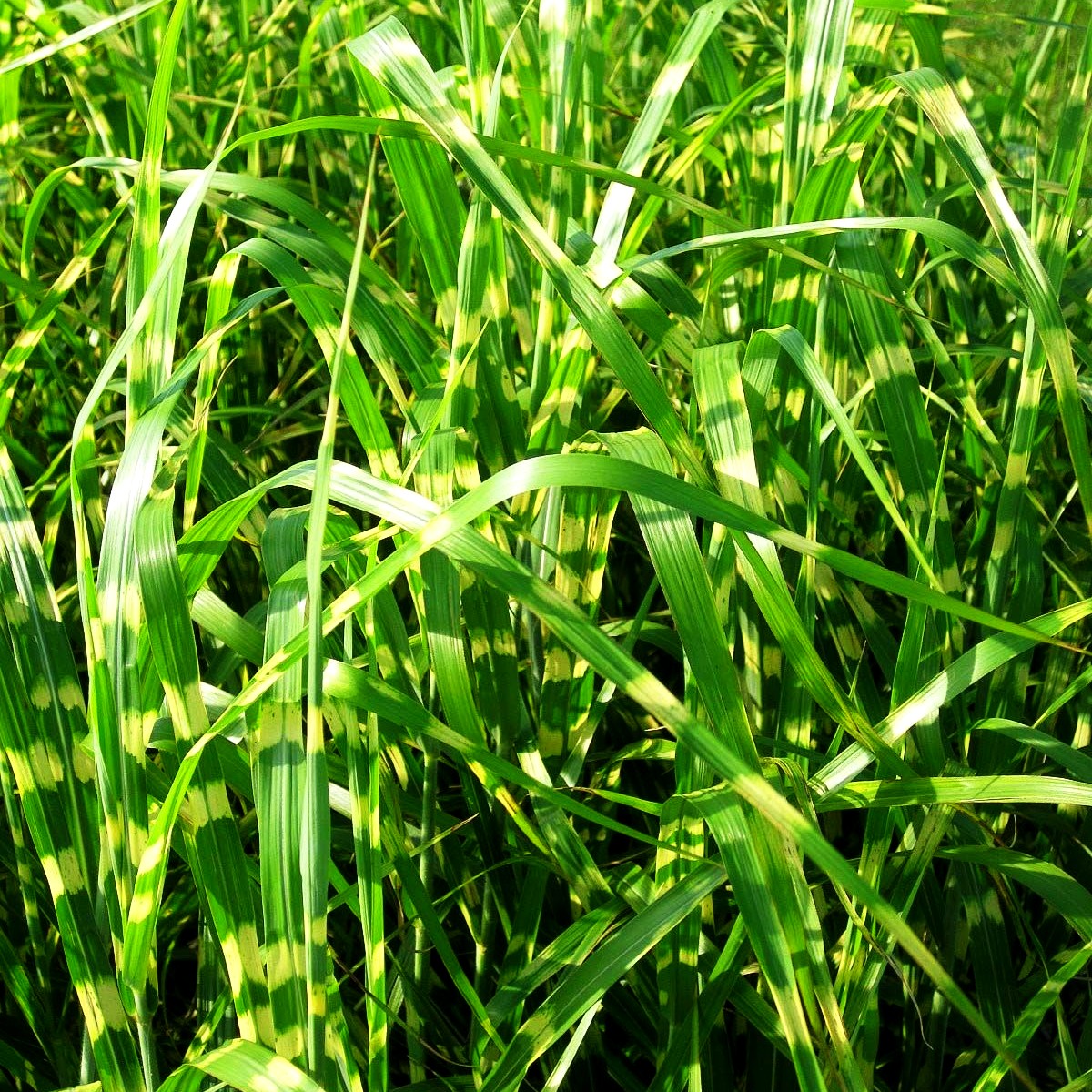 Überhängender Zebraschilf 'Zebrinus' (Miscanthus sinensis)