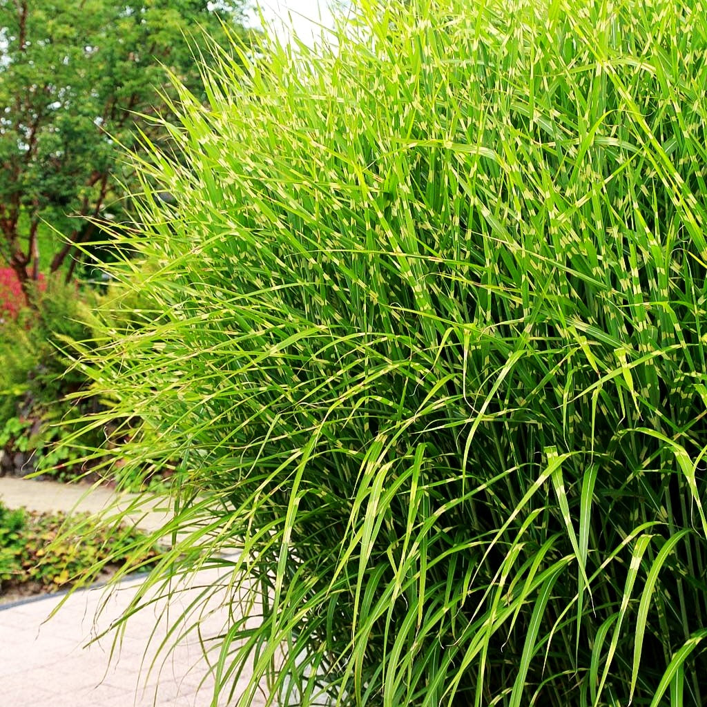 Überhängender Zebraschilf 'Zebrinus' (Miscanthus sinensis)