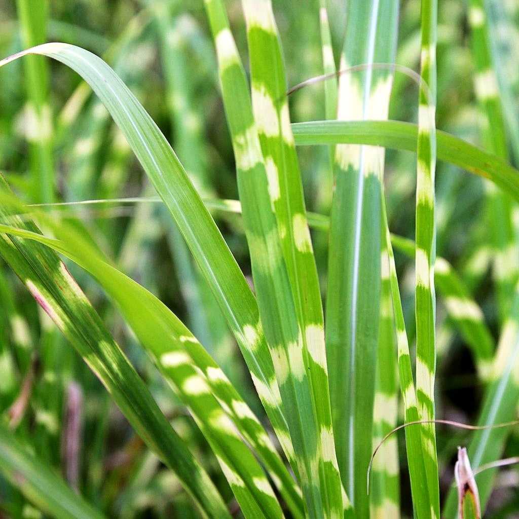 Überhängender Zebraschilf 'Zebrinus' (Miscanthus sinensis)