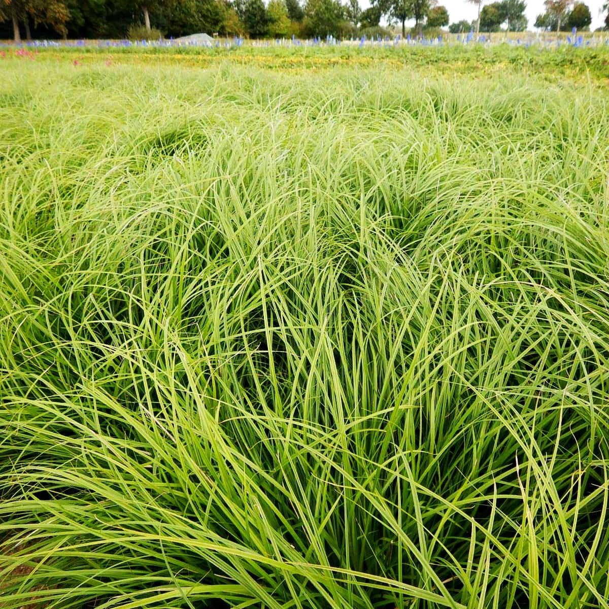 Unterbrochenährige Segge 'Weinheim Light Green' (Carex divulsa)