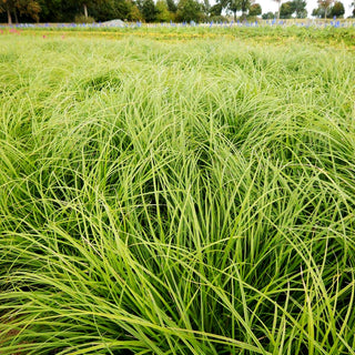 Unterbrochenährige Segge 'Weinheim Light Green' (Carex divulsa)