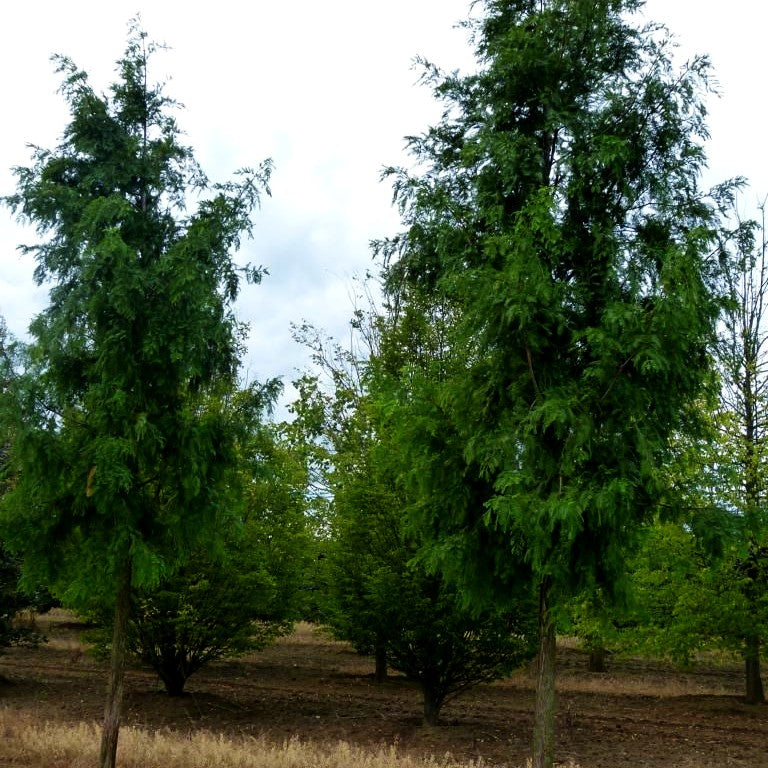 Urweltmammutbaum (Metasequoia glyptostroboides)