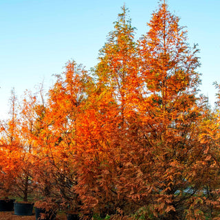 Urweltmammutbaum (Metasequoia glyptostroboides)