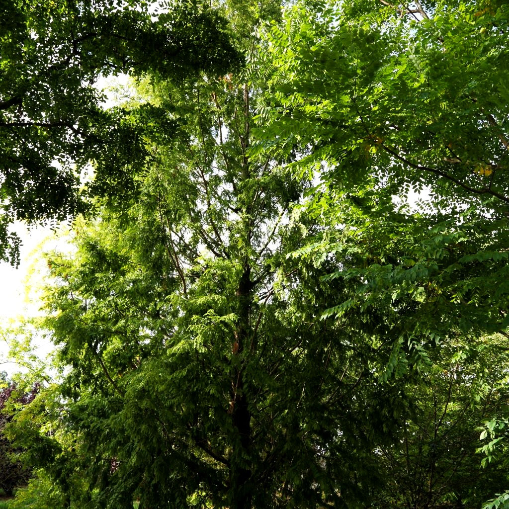 Urweltmammutbaum (Metasequoia glyptostroboides)