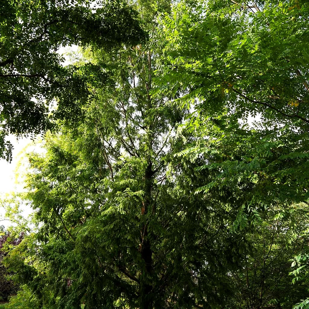 Urweltmammutbaum (Metasequoia glyptostroboides)