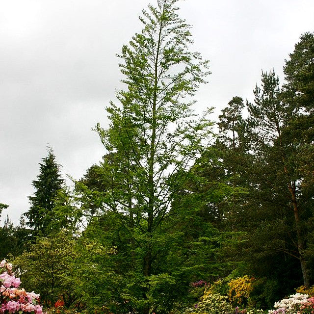 Urweltmammutbaum (Metasequoia glyptostroboides)