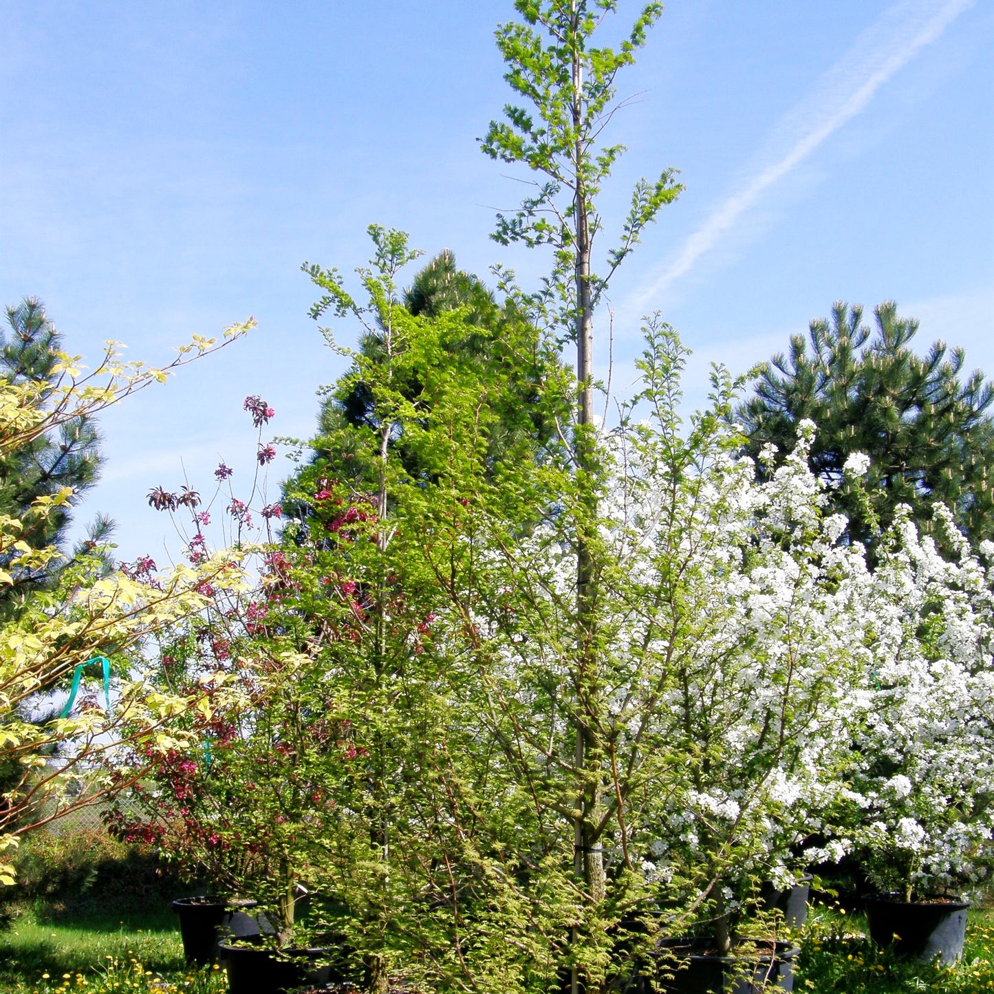 Urweltmammutbaum (Metasequoia glyptostroboides)