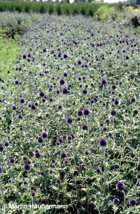 Veitchs-Kugeldistel 'Veitch's Blue' (Echinops ritro)