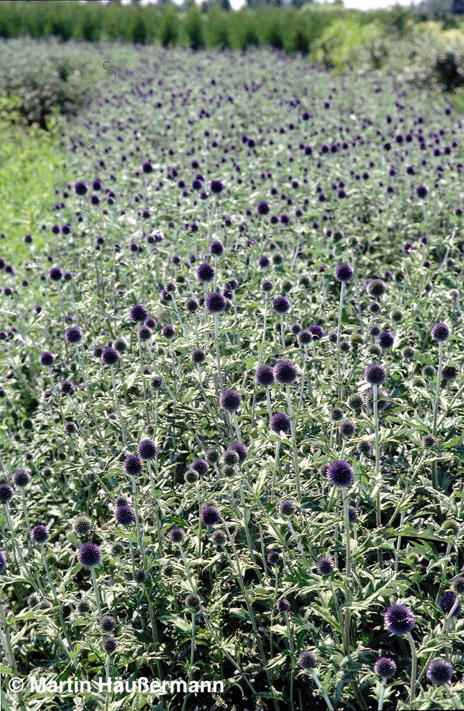 Veitchs-Kugeldistel 'Veitch's Blue' (Echinops ritro)