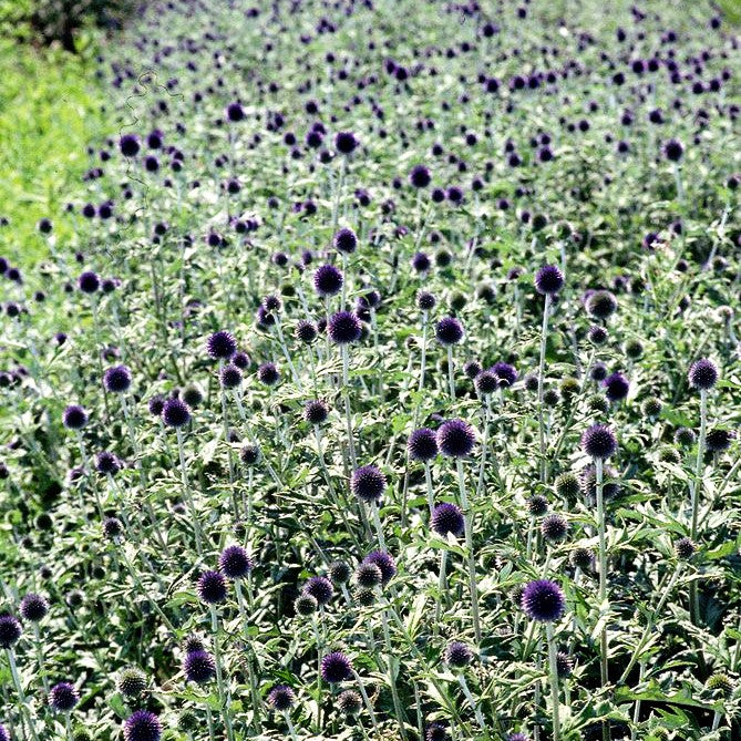 Veitchs-Kugeldistel 'Veitch's Blue' (Echinops ritro)