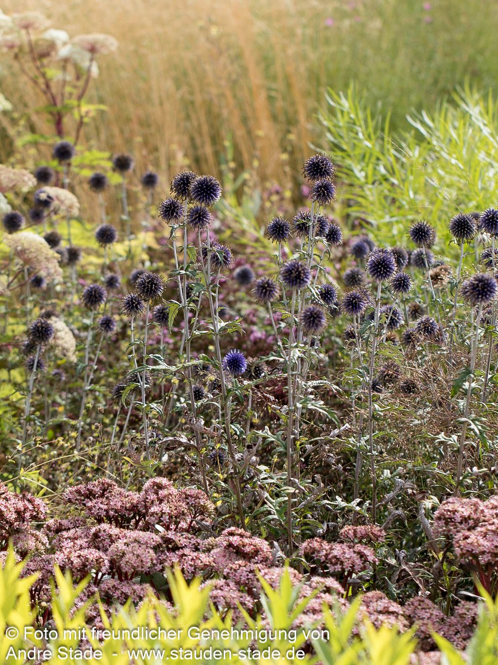 Veitchs-Kugeldistel 'Veitch's Blue' (Echinops ritro)