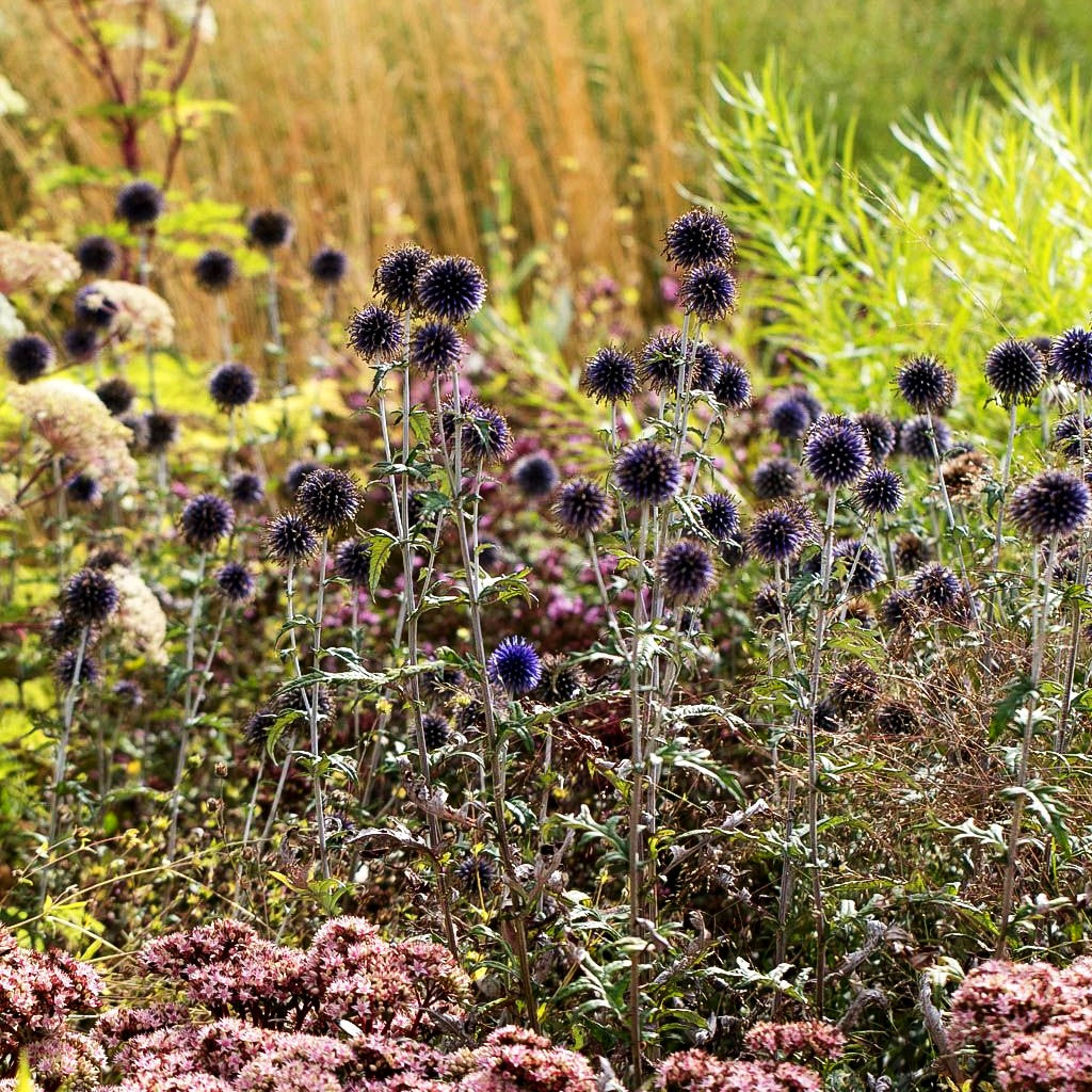 Veitchs-Kugeldistel 'Veitch's Blue' (Echinops ritro)