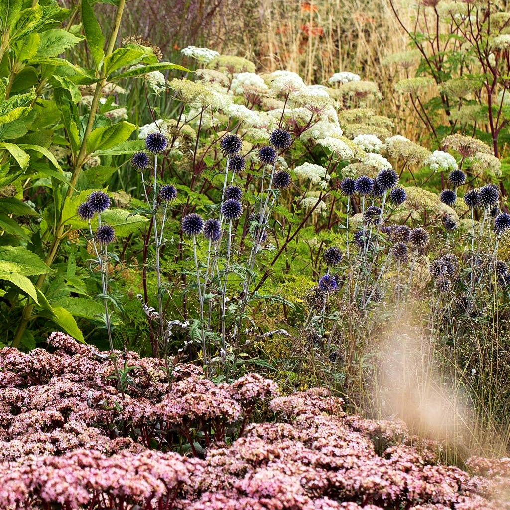 Veitchs-Kugeldistel 'Veitch's Blue' (Echinops ritro)