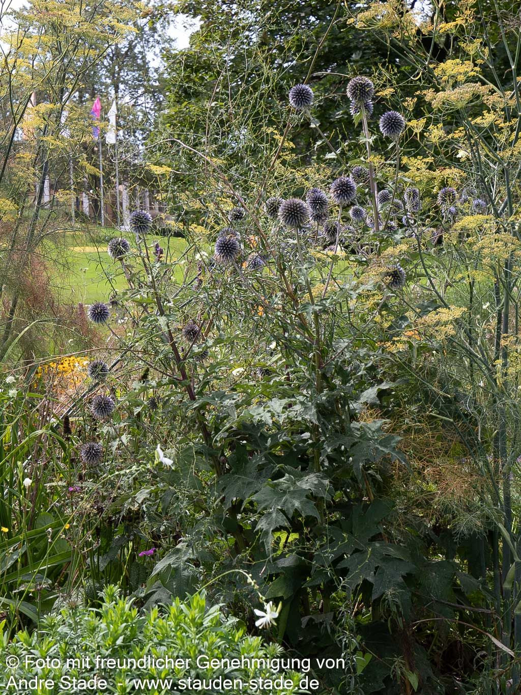 Veitchs-Kugeldistel 'Veitch's Blue' (Echinops ritro)
