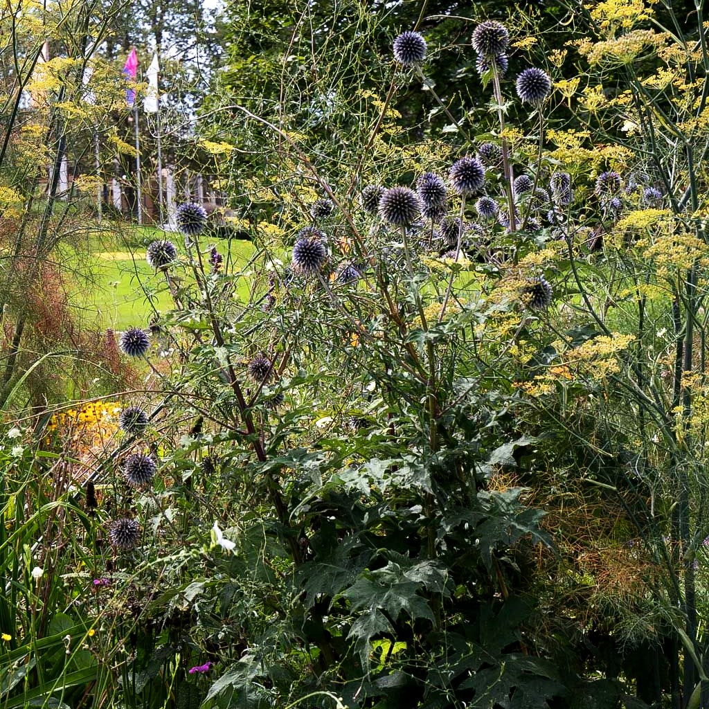 Veitchs-Kugeldistel 'Veitch's Blue' (Echinops ritro)