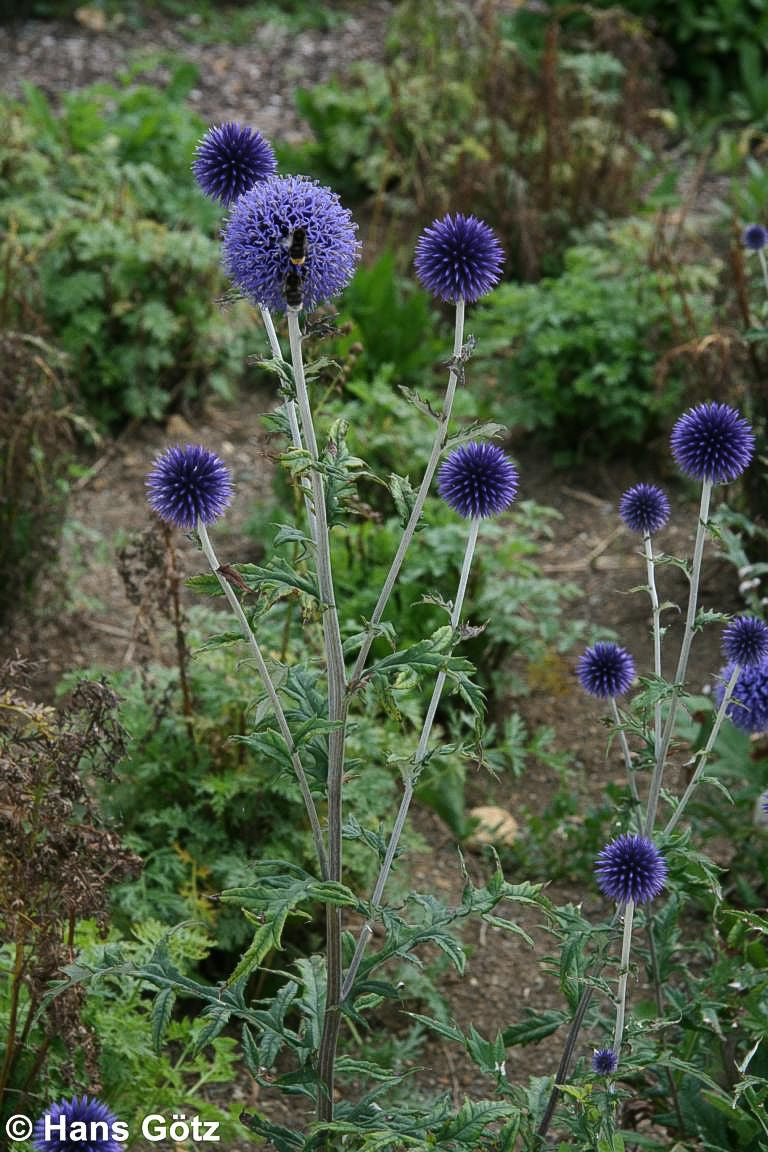 Veitchs-Kugeldistel 'Veitch's Blue' (Echinops ritro)