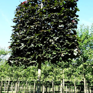 Veredelte Blut-Buche 'Atropunicea' (Fagus sylvatica)