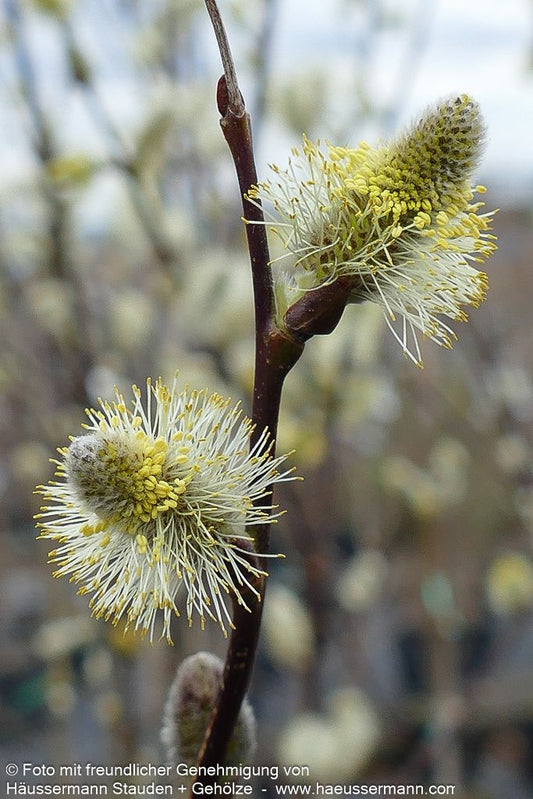 Veredelte Sal-Weide 'Mas' (Salix caprea)