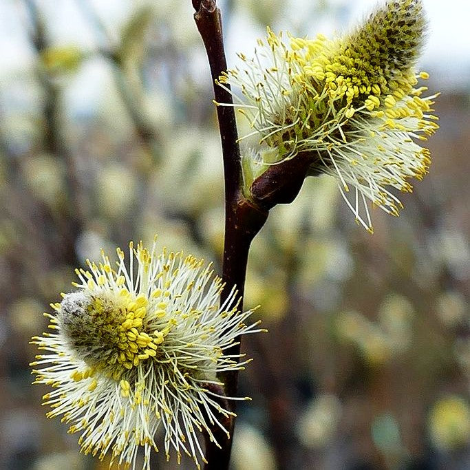 Veredelte Sal-Weide 'Mas' (Salix caprea)
