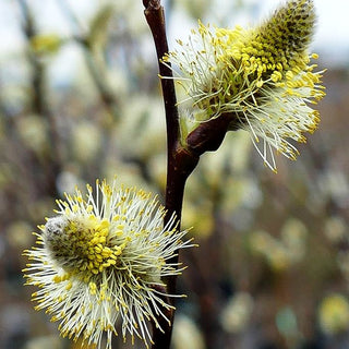 Veredelte Sal-Weide 'Mas' (Salix caprea)
