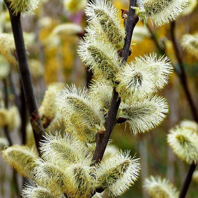 Veredelte Sal-Weide 'Mas' (Salix caprea)