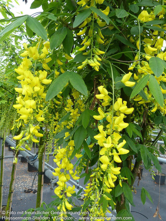 Veredelter Goldregen 'Vossii' (Laburnum watereri)