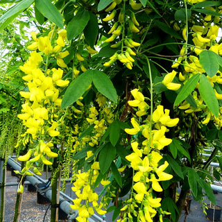 Veredelter Goldregen 'Vossii' (Laburnum watereri)