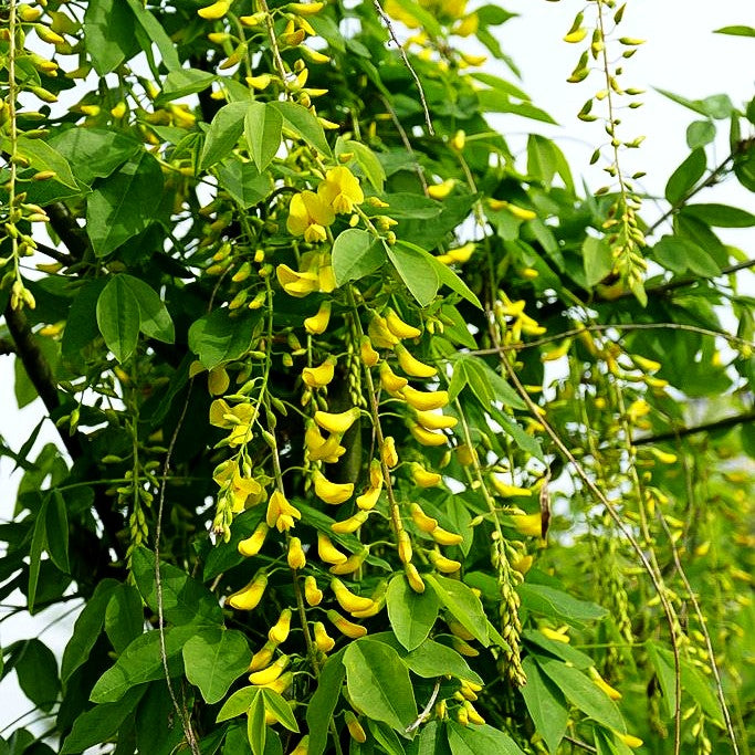 Veredelter Goldregen 'Vossii' (Laburnum watereri)