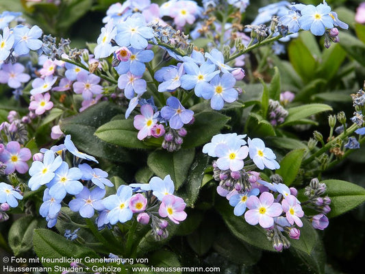 Vergissmeinnicht 'Myomark' (Myosotis sylvatica)