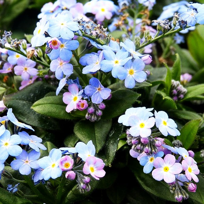 Vergissmeinnicht 'Myomark' (Myosotis sylvatica)