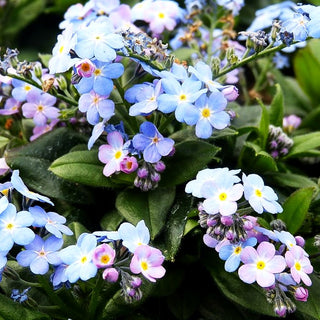 Vergissmeinnicht 'Myomark' (Myosotis sylvatica)