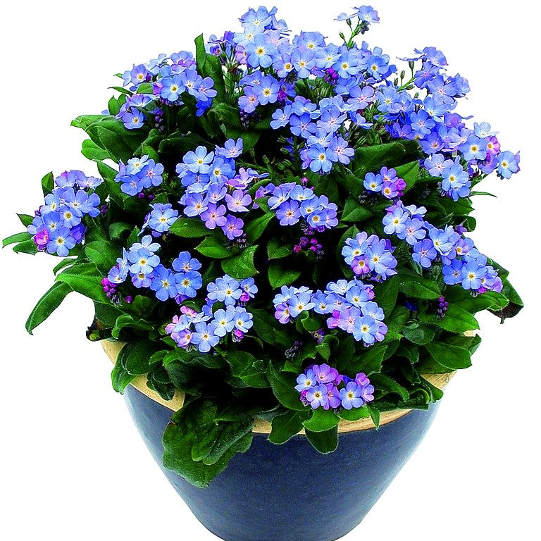 Vergissmeinnicht 'Myomark' (Myosotis sylvatica)