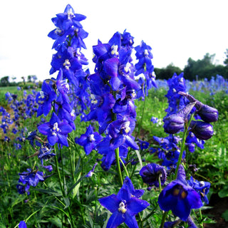 Verzweigter Rittersporn 'Atlantis' (Delphinium x bellad.)