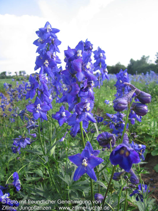 Verzweigter Rittersporn 'Atlantis' (Delphinium x bellad.)