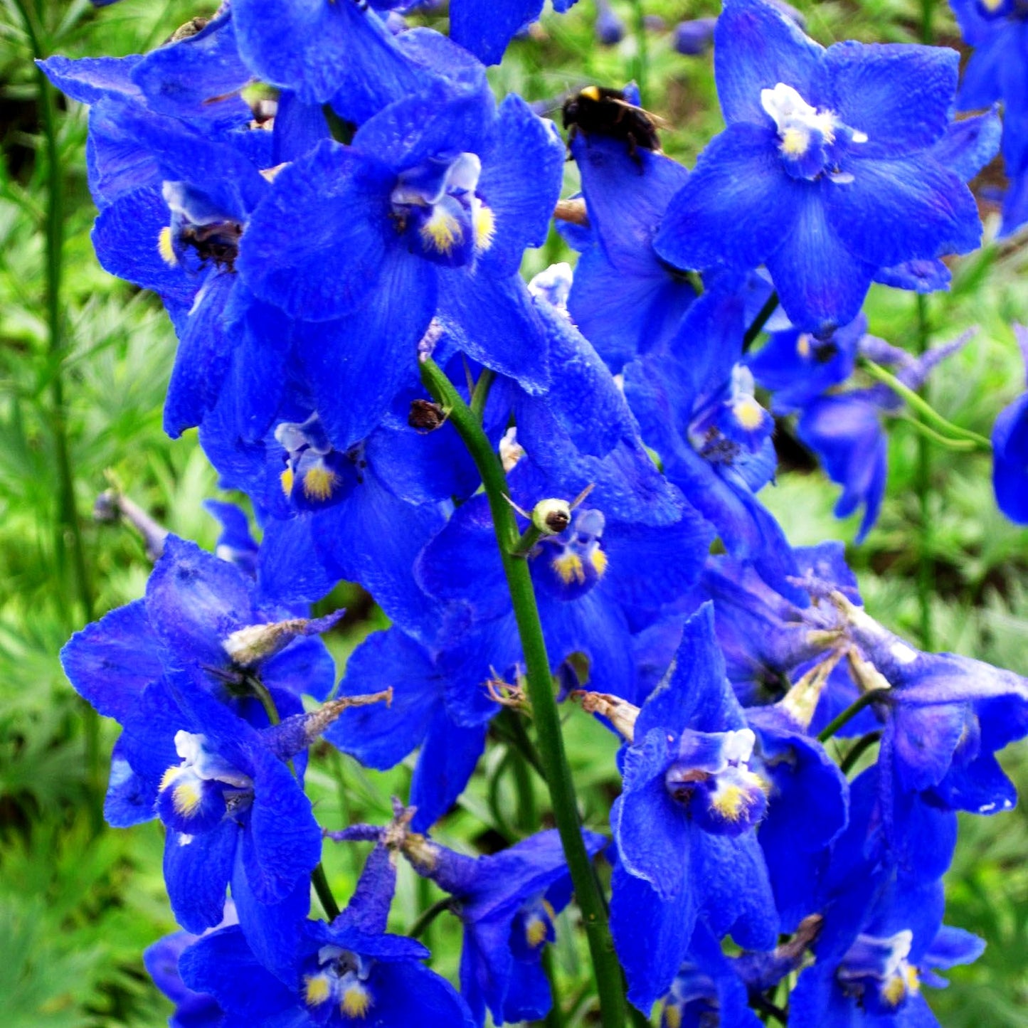 Verzweigter Rittersporn 'Atlantis' (Delphinium x bellad.)