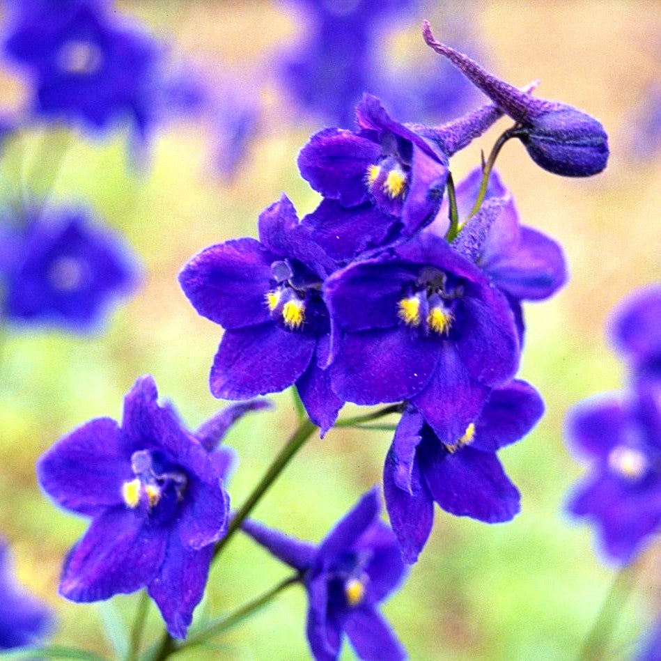 Verzweigter Rittersporn 'Atlantis' (Delphinium x bellad.)