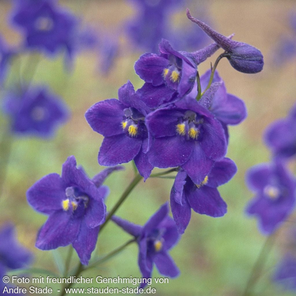 Verzweigter Rittersporn 'Atlantis' (Delphinium x bellad.)
