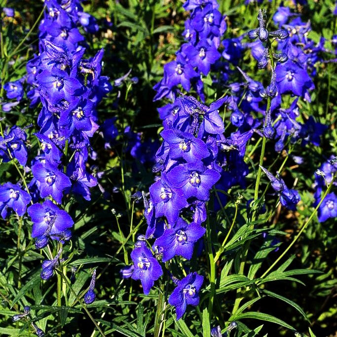 Verzweigter Rittersporn 'Atlantis' (Delphinium x bellad.)